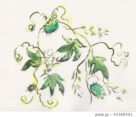 wild cucumber 43366501