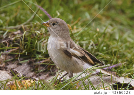 Blanford's Snowfinch, Jammu and Kashmir, India 43366528