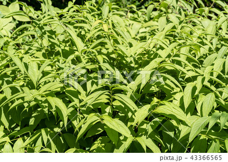植物 43366565