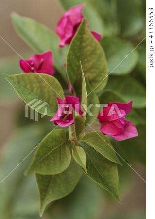 red bougainvillea flowers in the garden red bougainvillea flowers in the garden 43366653