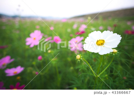 三光コスモス園 43366667
