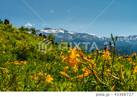 白山高山植物園 43366727