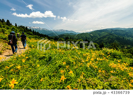 白山高山植物園 43366739