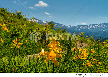 白山高山植物園 43366743