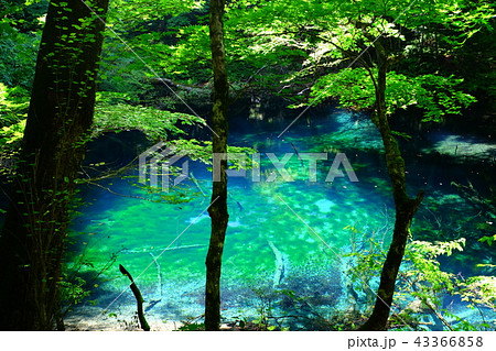 白神山地十二湖の沸壺の池の写真素材 白神山地十二湖の沸壺の池の写真素材