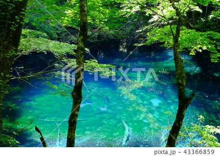 白神山地十二湖の沸壺の池 43366859