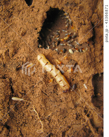 Queen Termite at the entrance of her nest, Pune 43366871