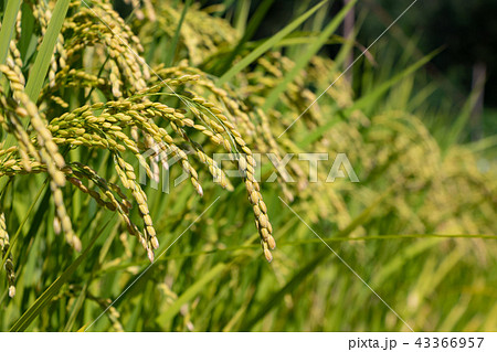 真夏の青い稲穂 43366957
