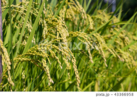 真夏の青い稲穂 43366958