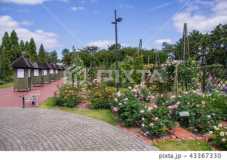 大阪堺 浜寺公園バラ園の写真素材