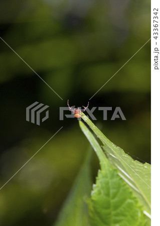 アズチグモのオス アズチグモのオス 43367342