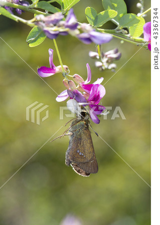 セセリ蝶を捕食したアズチグモ 43367344