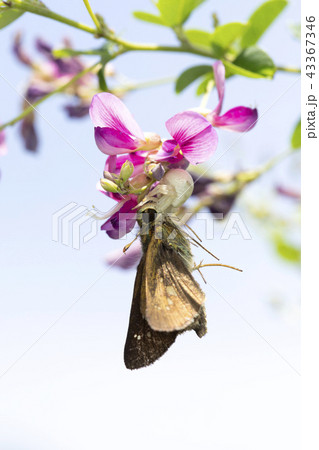 セセリ蝶を捕食したアズチグモ 43367346