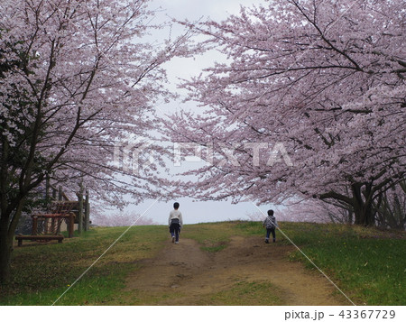 香川県綾歌郡宇多津町青ノ山山頂の桜の木 香川県綾歌郡宇多津町青ノ山山頂の桜の木 43367729