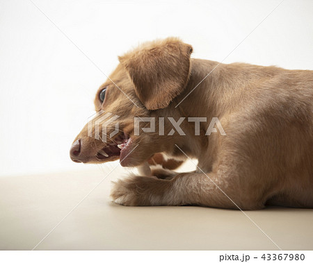 おやつを噛むダックスフンド 43367980