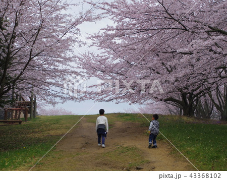香川県綾歌郡宇多津町青ノ山山頂の桜と男の子二人 香川県綾歌郡宇多津町青ノ山山頂の桜と男の子二人 43368102
