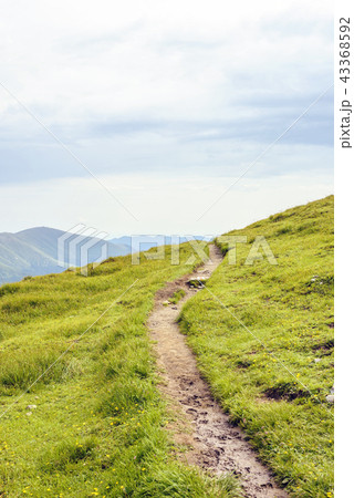Pathway in Fagaras Mountains with grass on sides 43368592