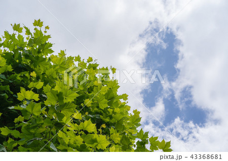 プラタナス プラタナス 43368681