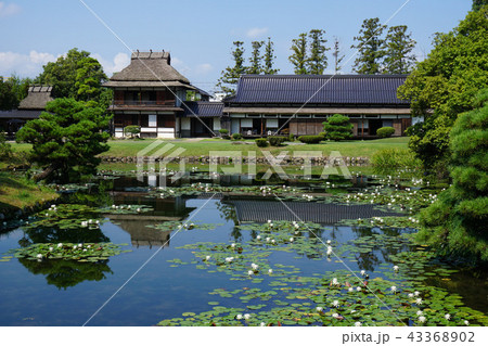 岡山県津山市にある回遊式日本庭園「衆楽園」:睡蓮の咲く頃 岡山県津山市にある回遊式日本庭園「衆楽園」:睡蓮の咲く頃 43368902