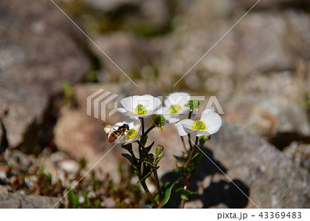 ウメバチキンポウゲ 43369483