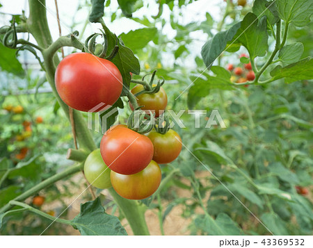 トマト畑の写真素材 43369532 Pixta