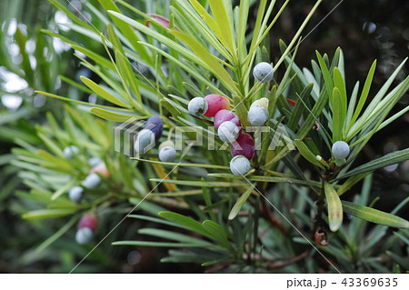 イヌマキの実 43369635