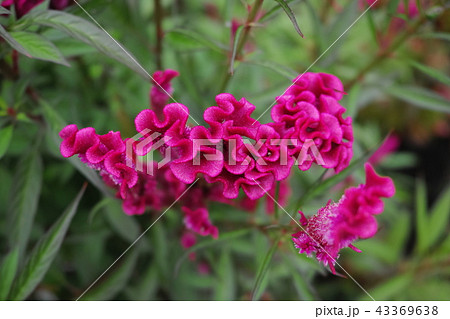 ケイトウの花 43369638