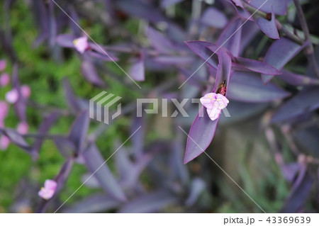 ムラサキゴテンの花 43369639