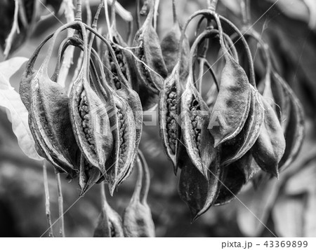 Brachychiton seed pods, black and white 43369899