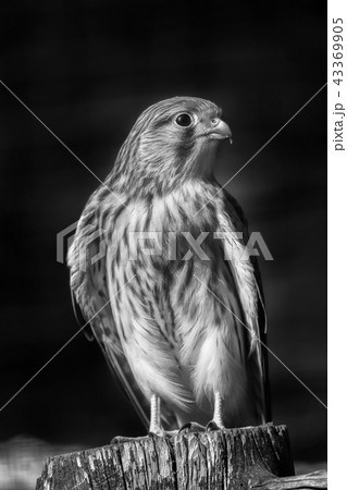 A tower falcon sits on a stone, black and white A tower falcon sits on a stone, black and white 43369905