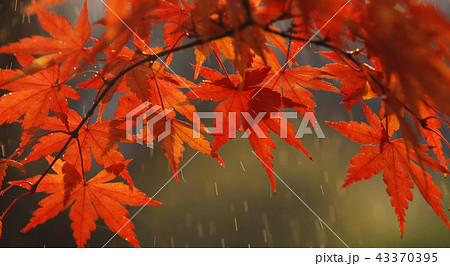 秋 紅葉 右中 43370395