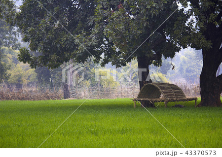Fields and machan near bandhavgarh, India 43370573