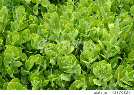 Showy stonecrop 43370826