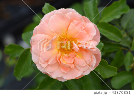 Rose Marie Curie 43370851