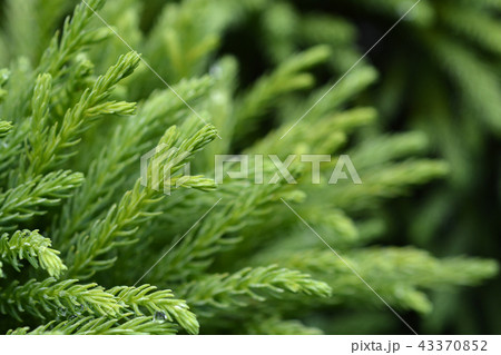 Japanese cedar Globosa Nana Japanese cedar Globosa Nana 43370852