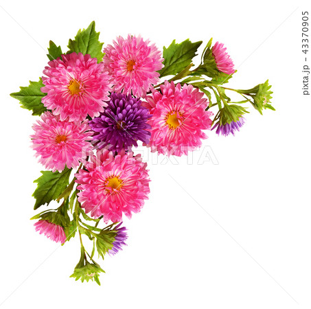 Aster flowers in corner arrangement 43370905