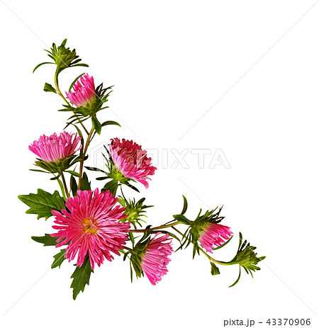Aster flowers and buds in corner arrangement 43370906