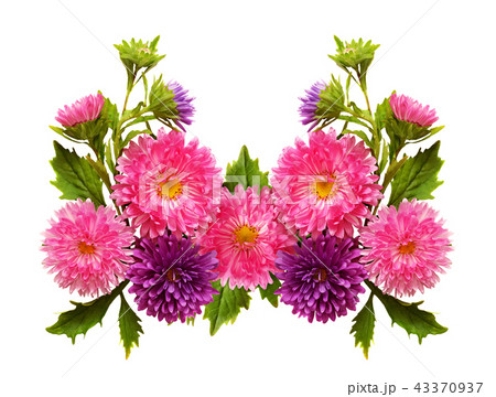 Aster flowers in arrangement 43370937