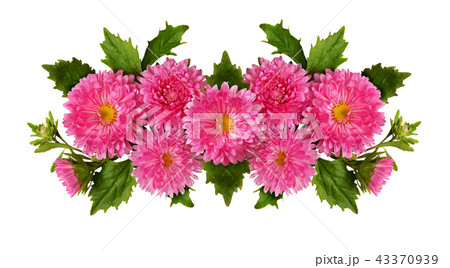 Aster flowers in a line composition 43370939