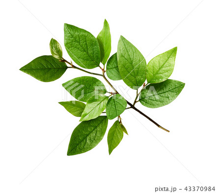 Twig with spring green leaves 43370984