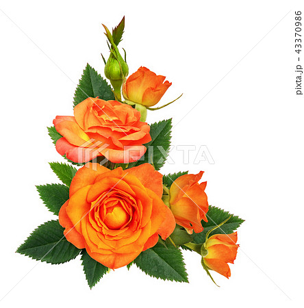 Orange rose flowers in a corner floral arrangement 43370986