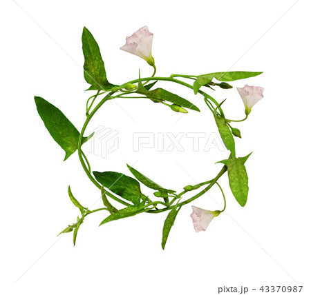 Round frame from bindweed sprig  43370987