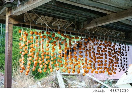 ころ柿 宮城県 丸森町 ころ柿 宮城県 丸森町 43371250