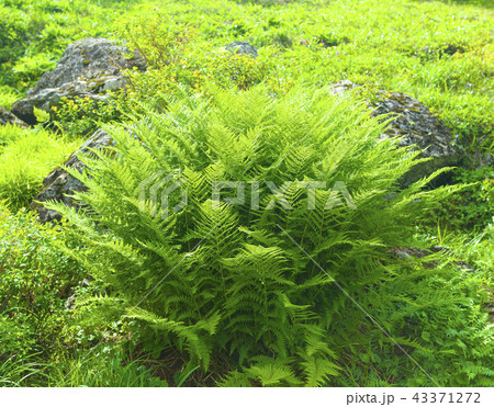 The Sword Fern The Sword Fern 43371272