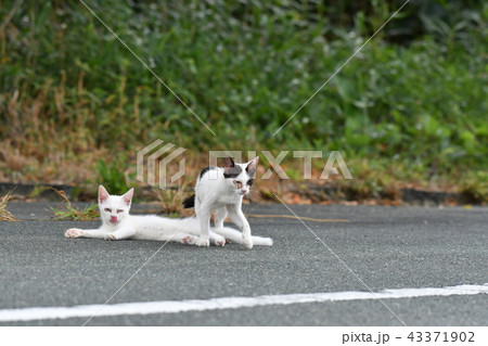 猫・野良猫 猫・野良猫 43371902