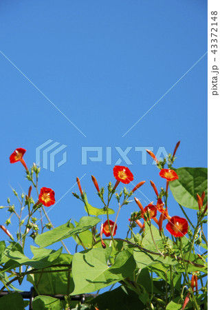 マルバルコウの赤い花 43372148