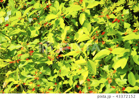 ショウジョウソウの赤い葉 43372152