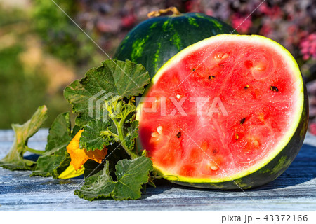 Slices and half of fresh watermelon on wooden board 43372166