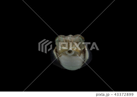 Cuttlefish or cuttles are marine animals  43372899