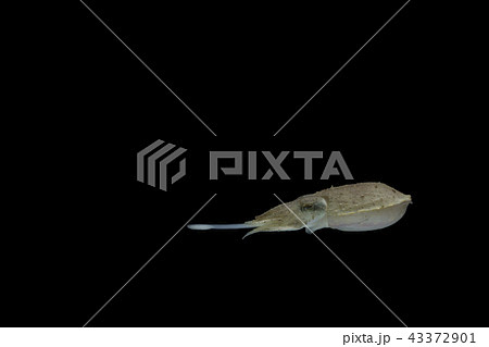 Cuttlefish or cuttles are marine animals 43372901